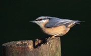 Brian Macfarlane - Nuthatch